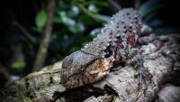 Krokodýlovec čínský Zoo Liberec2